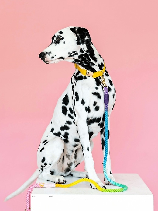 Rope Organic Cotton Ombre Dog Leash Rope Organic Cotton Ombre Dog Leash