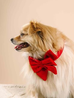 Velvet Dog Babe Bow and Collar